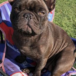 French Bulldogs from Great Northern French Bulldogs