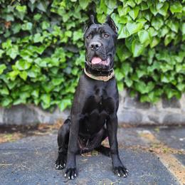 Cane Corso and Rottweiler Puppies from Hildegarde Kennels