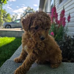 Orchid - Red female Aussiedoodle puppy in Blackfoot, Idaho from Draper Mountain Doodles