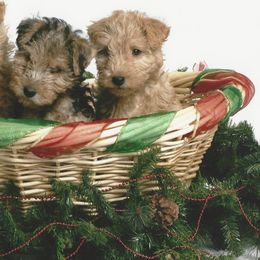 Lakeland Terriers from Wardrum