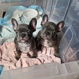 French Bulldog Puppies from All 8 Frenchies