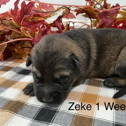 German Shepherd Puppies from Stonewick German Shepherds
