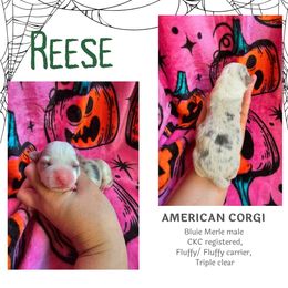 Reese - Blue merle and white male American Corgi puppy in Mansfield, Ohio from Moonrise corgis