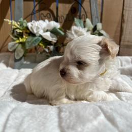 Trini (Yellow) - Parti female Miniature Schnauzer puppy in Menifee, California from Moonshine’s Minis