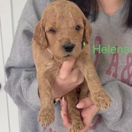 Helaena - Apricot female Goldendoodle puppy in Richmond, Texas from Harper’s Heartbeats