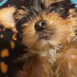 Yorkshire Terriers from Robbie Puppies