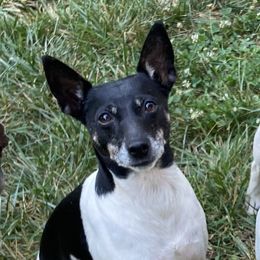 Orca - Rat Terrier