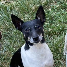 Orca - Rat Terrier