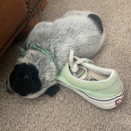 Australian Cattle Dog Puppies from Cactus Heelers Arizona