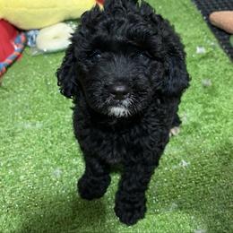 Cody - Black male Cavapoo puppy in Bourne, Massachusetts from Shih Tzu Pups