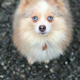 Henry - Pomsky