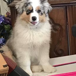 Australian Shepherd Puppies from HHK (Hot House Kennel)