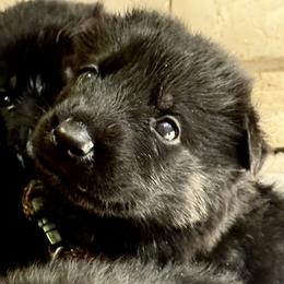 Orange Girl - Black and red female German Shepherd puppy in Rolesville, North Carolina from Ransomshire Shepherds