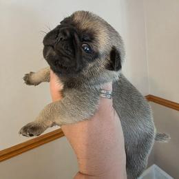 Boy 1 - Fawn male Pug puppy in Olin, North Carolina from Piggy Pugs