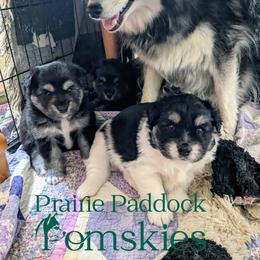 Pomsky Puppies from Prairie Paddock Pomskies