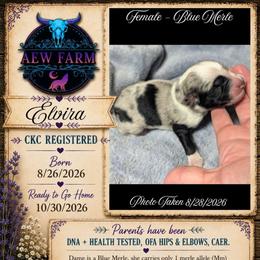 Elvira - Blue merle female Australian Shepherd puppy in Citra, Florida from AEW Farm