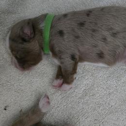 Boy 2 - male Miniature American Shepherd puppy in Plain City, Utah from Burton's Mini American Shepherds