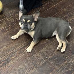 French Bulldog and Pug Puppies from Peachy Pugs