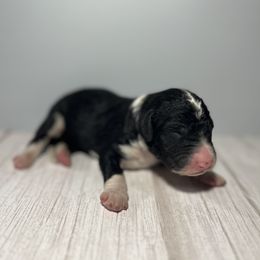 Bernedoodle Puppies from East Coast Bernedoodles