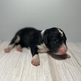 Bernedoodle Puppies from East Coast Bernedoodles