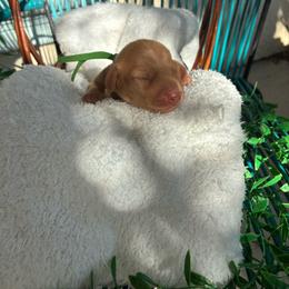 CKC Honey - Red female Dachshund puppy in Cape Coral, Florida from Duker’s Dachshunds