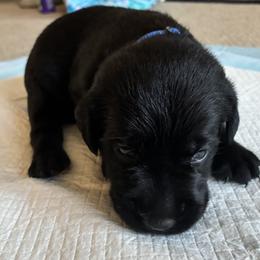 Prince Eric (Blue) - Black male Labrador Retriever puppy in Tiverton, Rhode Island from Our Little Farm