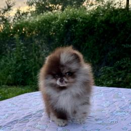 Dj - Chocolate merle female Pomeranian puppy in Eagle Pass, Texas from Divine Poms