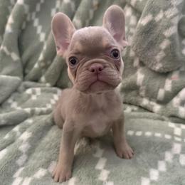 Jasmine - Tricolors female French Bulldog puppy in Fulton, Missouri from FamLee Frenchies