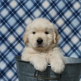 Golden Retriever Puppies from Jessica Hagstette