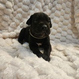 Grey boy - Black male Cane Corso puppy in Fritch, Texas from Carrie Brown's Cane Corsos