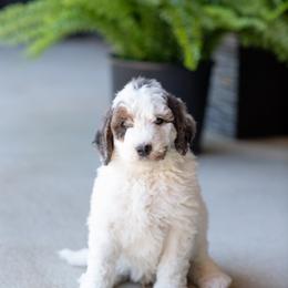 Bernedoodle, Cavapoo, and Sheepadoodle Puppies from Luv My Doodle