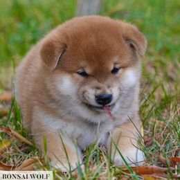 Shiba Inu Puppies from Bonsai Wolf Shiba Inu