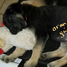 German Shepherd Puppies from Sevilla German Shepherds
