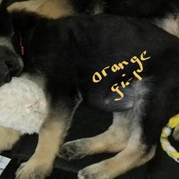 German Shepherd Puppies from Sevilla German Shepherds