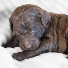 Brownie - Chocolate male Goldendoodle puppy in Wake Forest, North Carolina from Wake Forest Darling Doodles