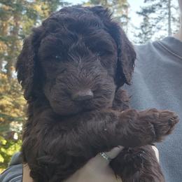 Truffle - Brown female Poodle puppy in Clayton, Washington from Short Legs & Curly Wags LLC