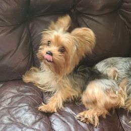 Yorkshire Terriers from Cheryl's Yorkshire Terriers