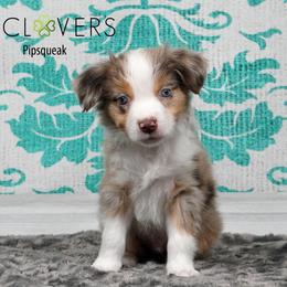 Pipsqueak - Red merle male Miniature American Shepherd puppy in Carlisle, Pennsylvania from 4 Clovers Kennel