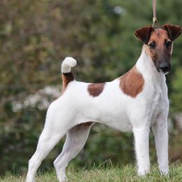 Smooth Fox Terriers from Jetstream Show Dogs