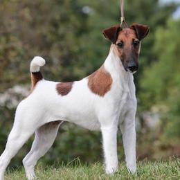Smooth Fox Terriers from Jetstream Show Dogs