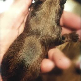 Yorkshire Terrier Puppies from Wendy's Yorkies