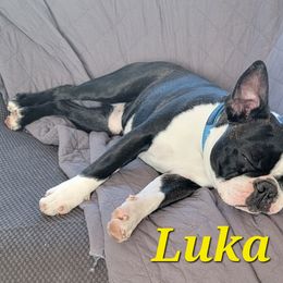 Boston Terrier Puppies from Big Sky Bostons