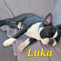 Boston Terrier Puppies from Big Sky Bostons