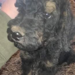 Archer Archy click for video - Phantom male Poodle puppy in Paonia, Colorado from Sillydogs Poodles