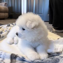 Girl 2 - White female Samoyed puppy in Oregon City, Oregon from White Cloud Samoyeds
