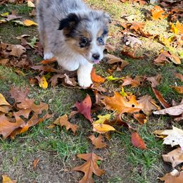 Ruth - Blue merle female Australian Shepherd puppy in Coldwater, Michigan from Northern Star Australian Shepherds