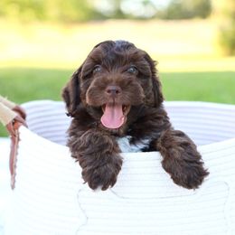 Chip - Brown and white male Aussiedoodle puppy in Missouri from Husky Hill Kennel