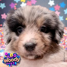 WOODY - Blue Merle Male - Blue merle male Australian Shepherd puppy in Gainesville, Texas from Lady Luck Aussies