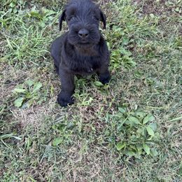 Boy 2 - Black male Giant Schnauzer puppy in Bois D’arc, Missouri from Down Low Kennels