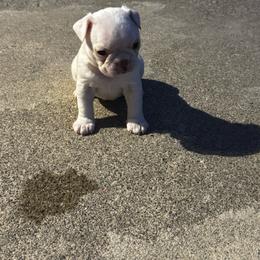 Cream male - Black brindle and white male Boston Terrier puppy in Madera Acres, California from Muggin Bostons Terriers and Mini Dachshund